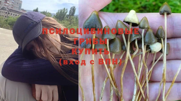 прущие грибы Гусь-Хрустальный